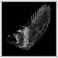 poisson des glaces